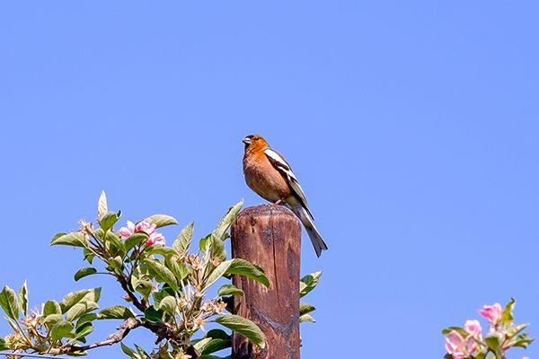 Oiseau bouvreuil